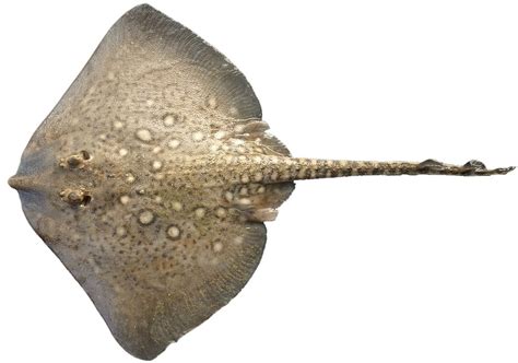 what is a skate fish|Skate .